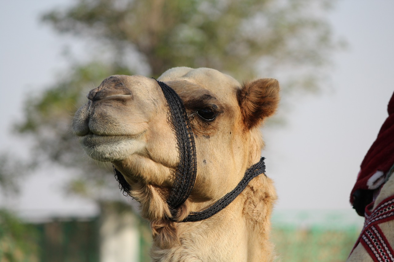 camel animal zoo free photo