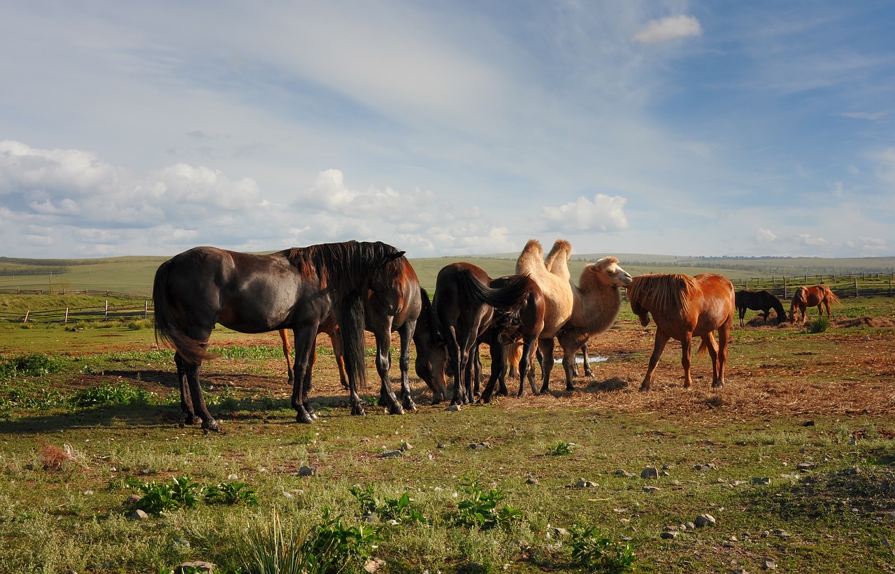 camel horses farm free photo