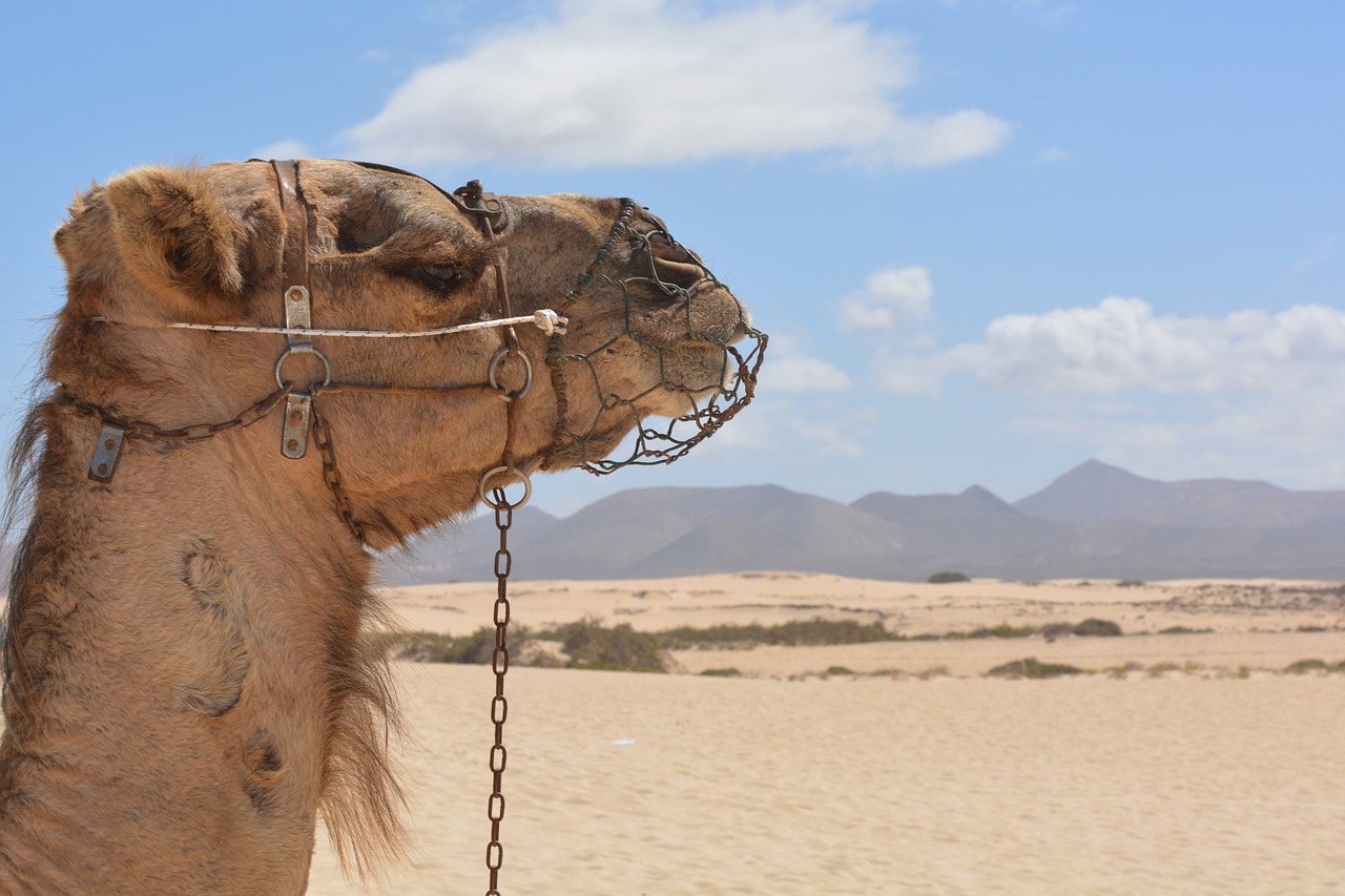 camel desert animal free photo