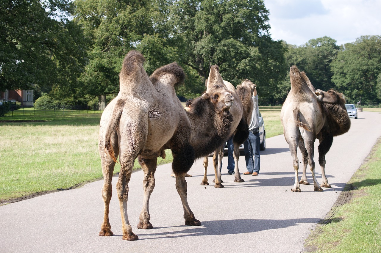 camel way nature free photo