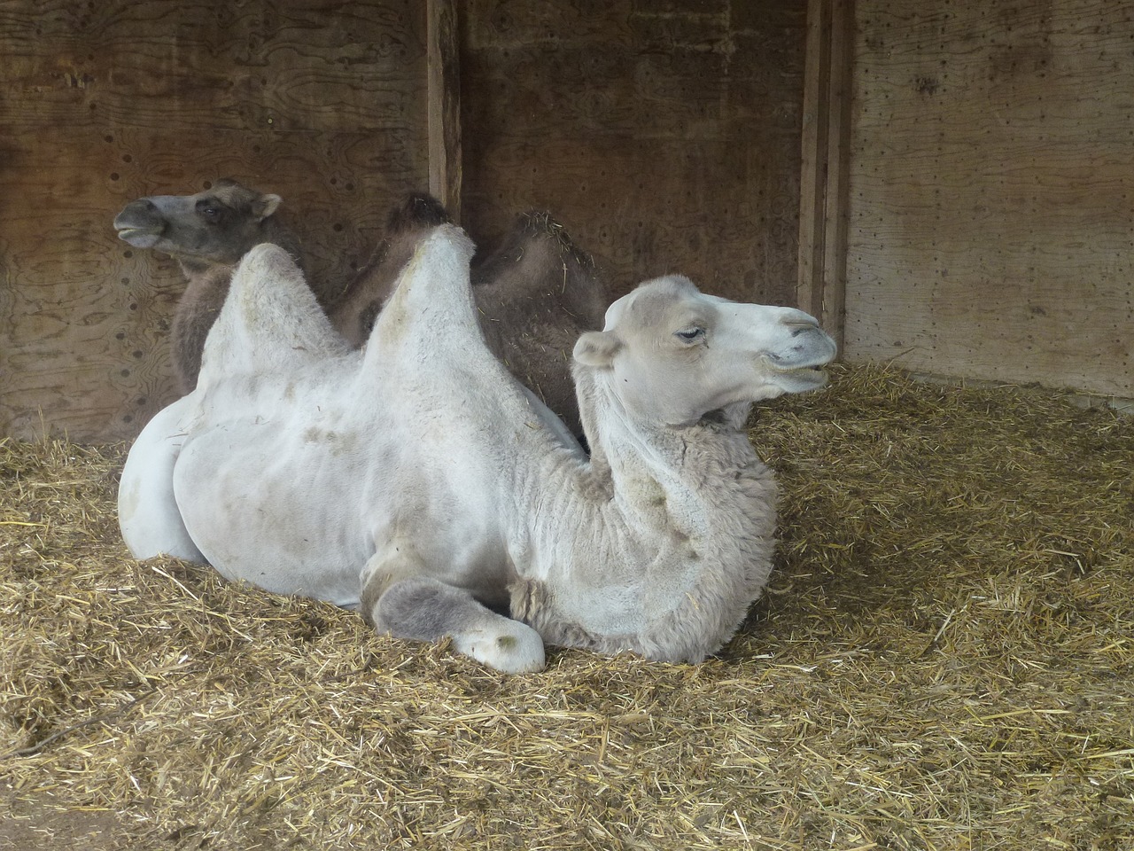 camel stall animal free photo