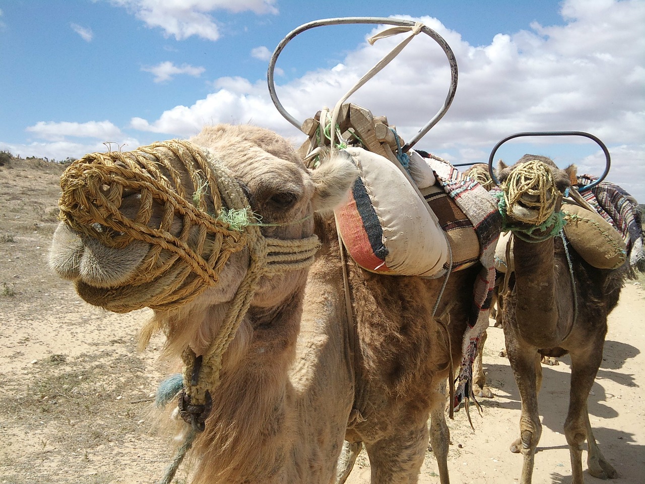 camel head tunisia free photo