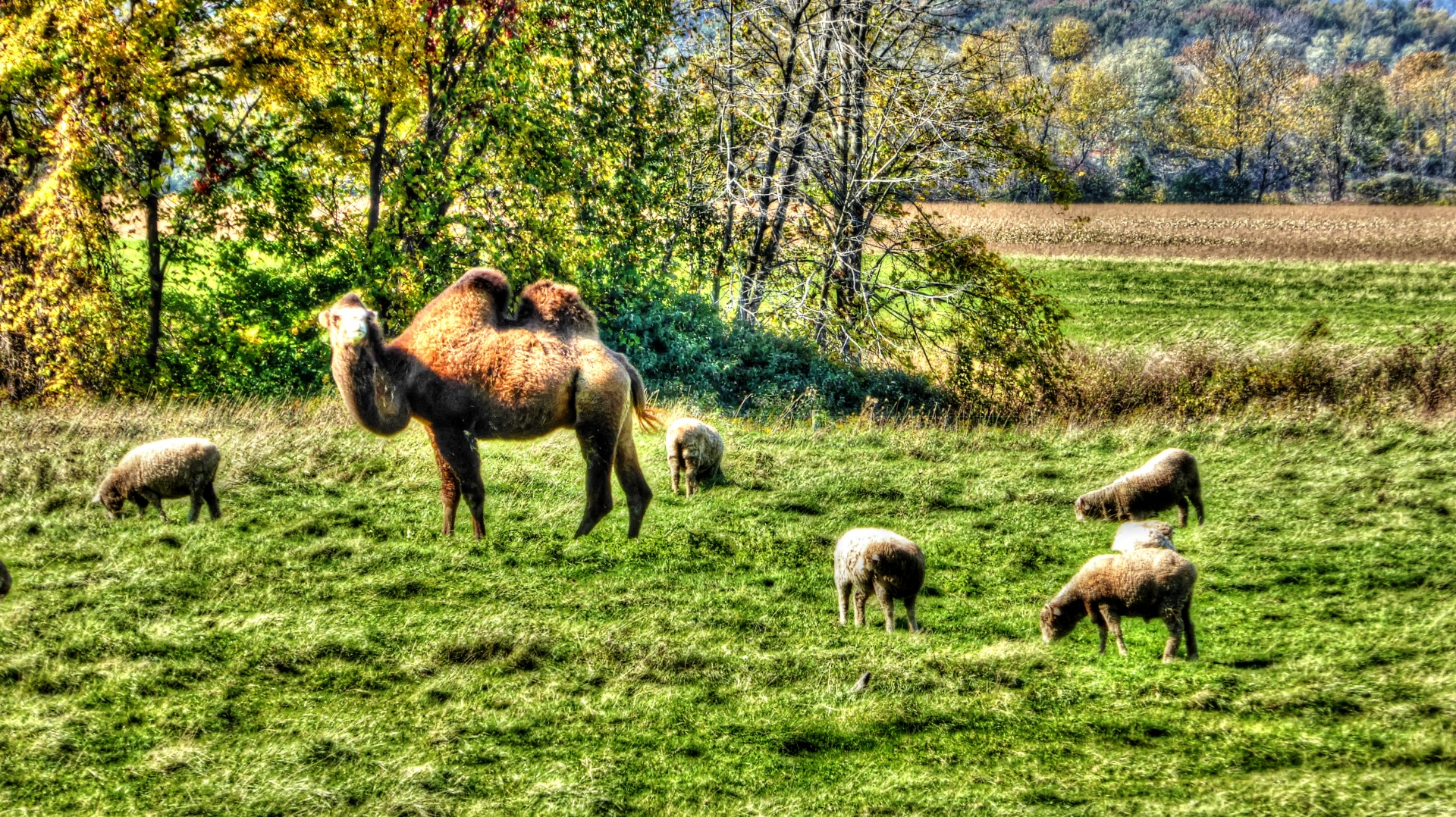 camel camels sheep free photo