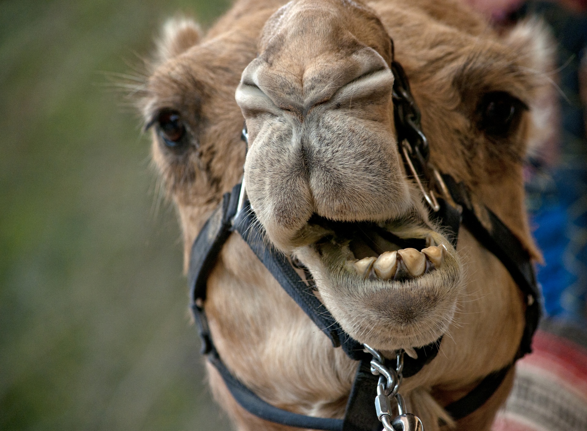 camel camels animal free photo