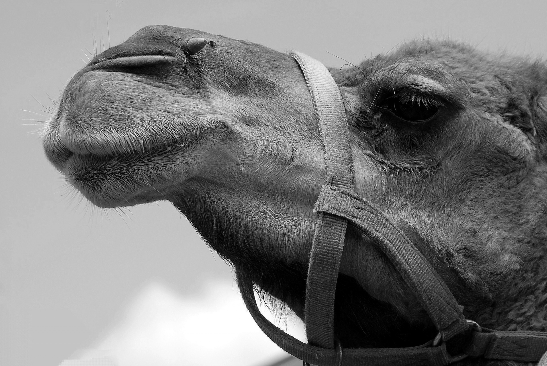 camel animal reserve free photo
