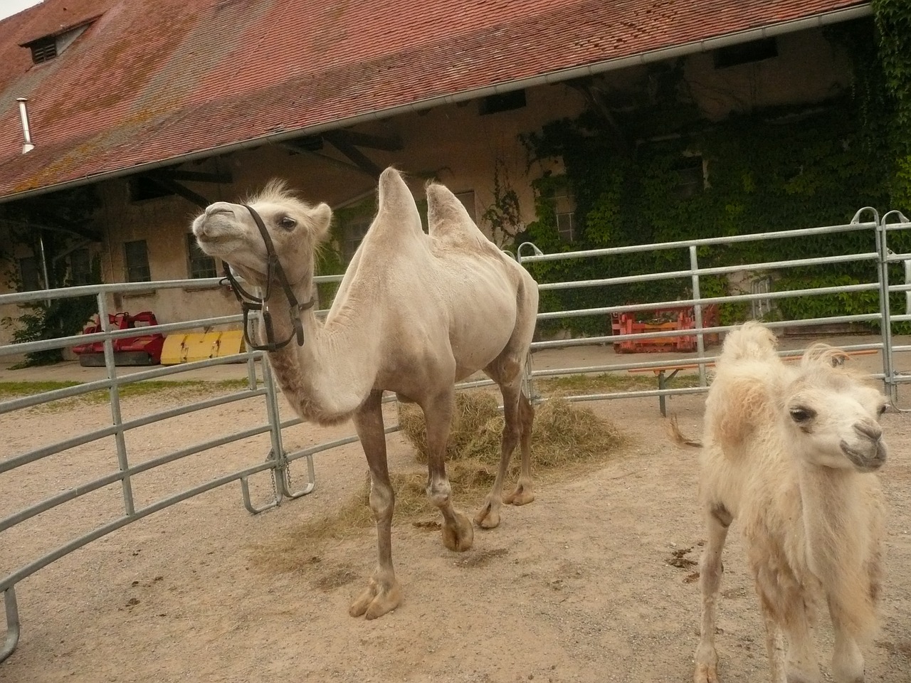 camel foals sanfrancisco freiburg free photo