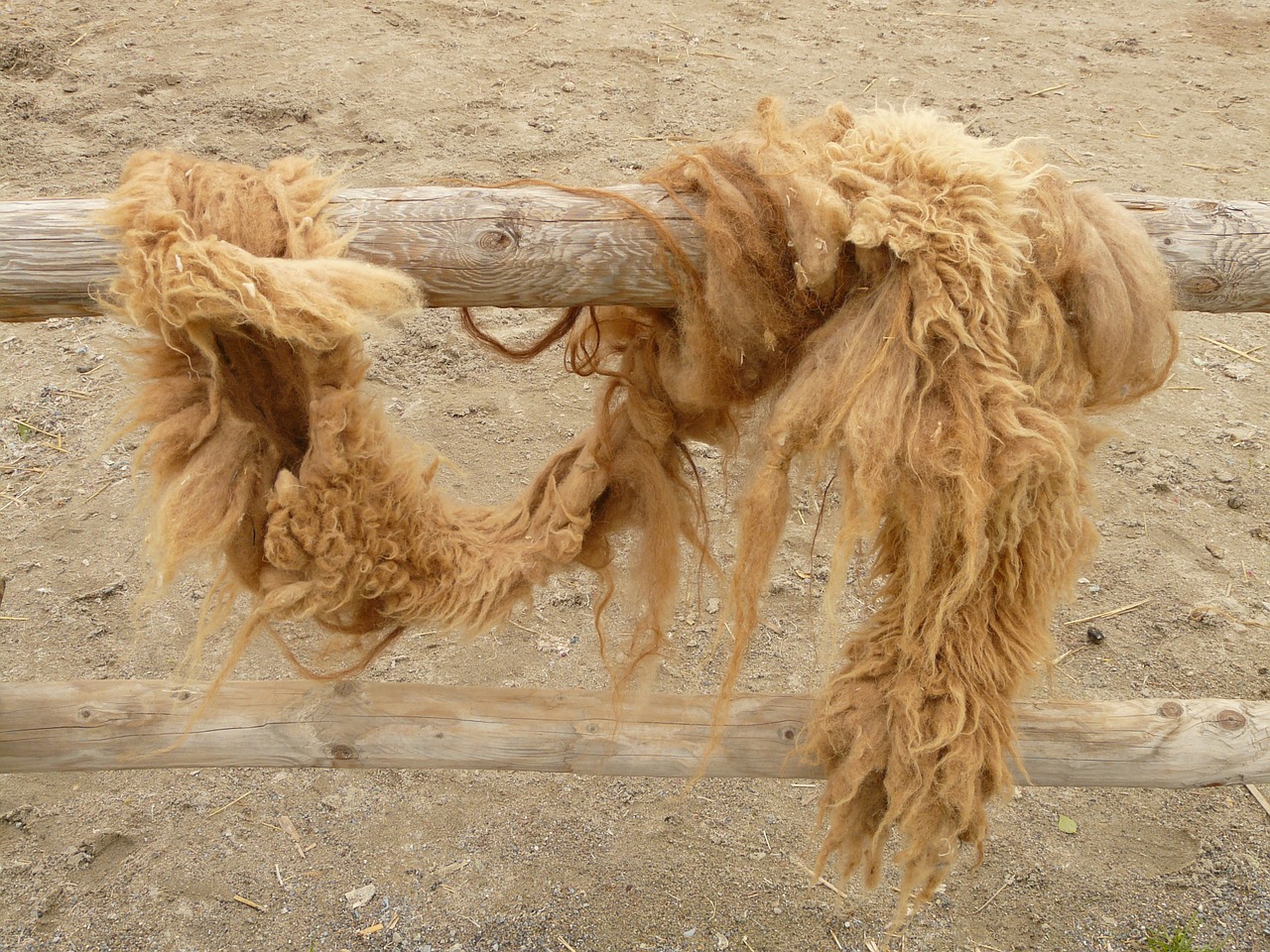 camel hair camel coat fur free photo