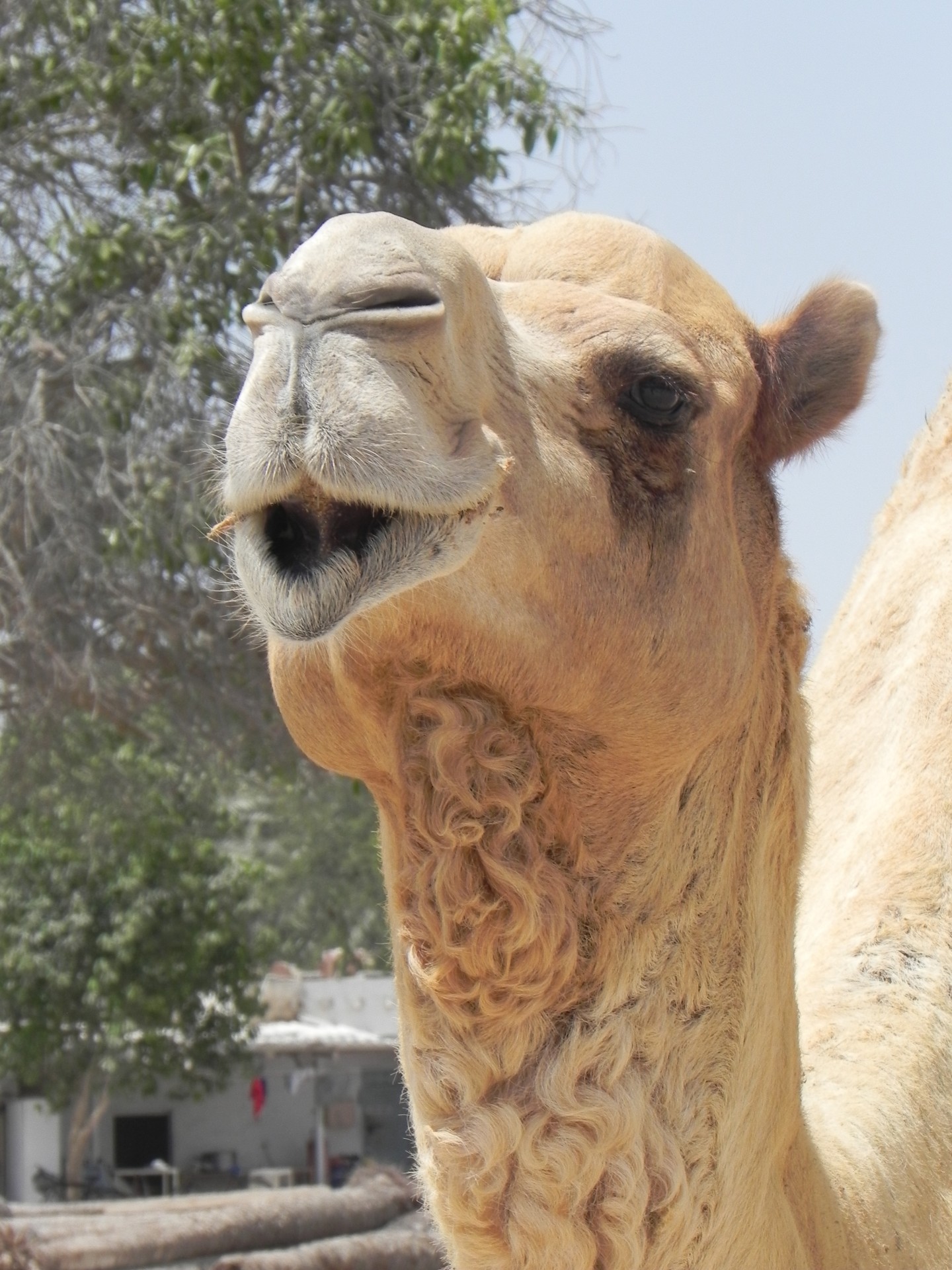 camel animal hot free photo