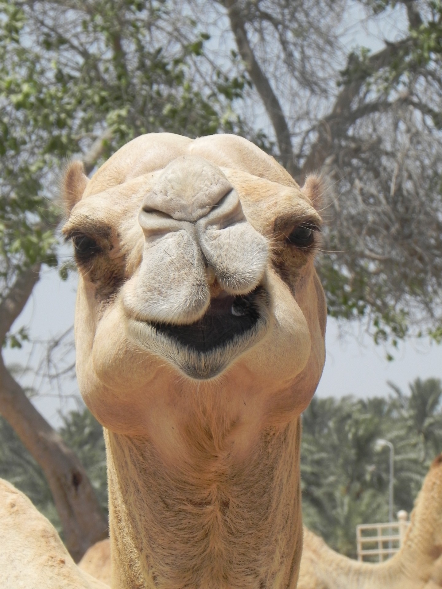 camel animal hot free photo