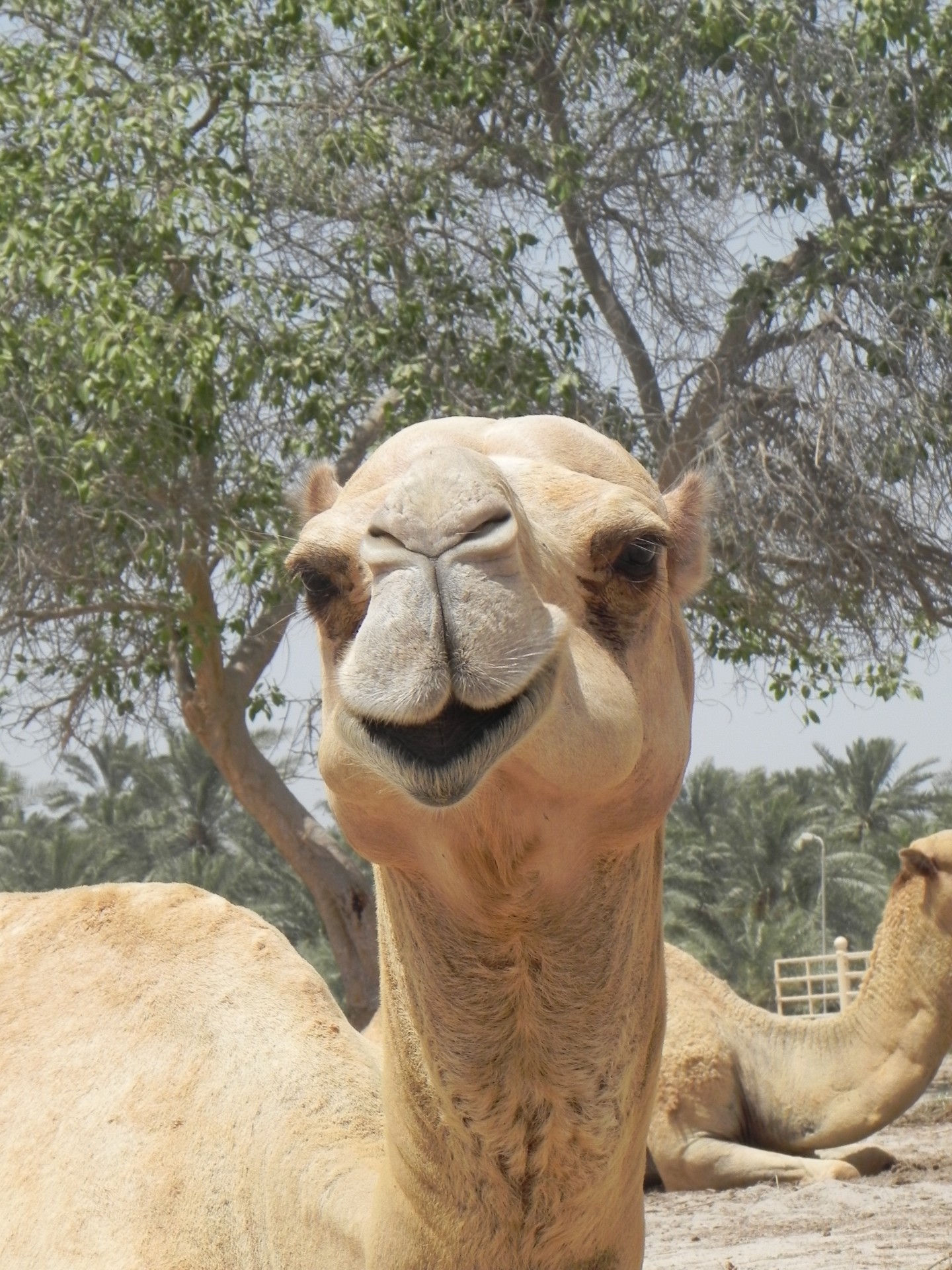 camel animal hot free photo