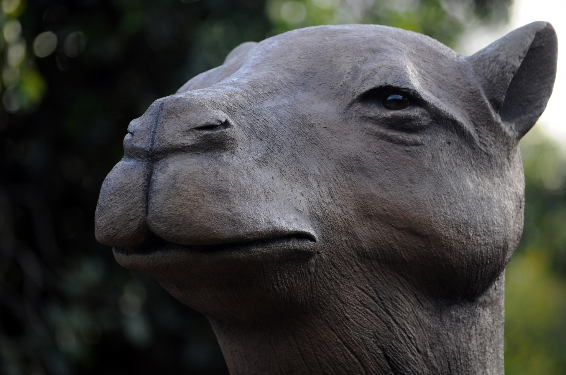 camel head sculpture free photo