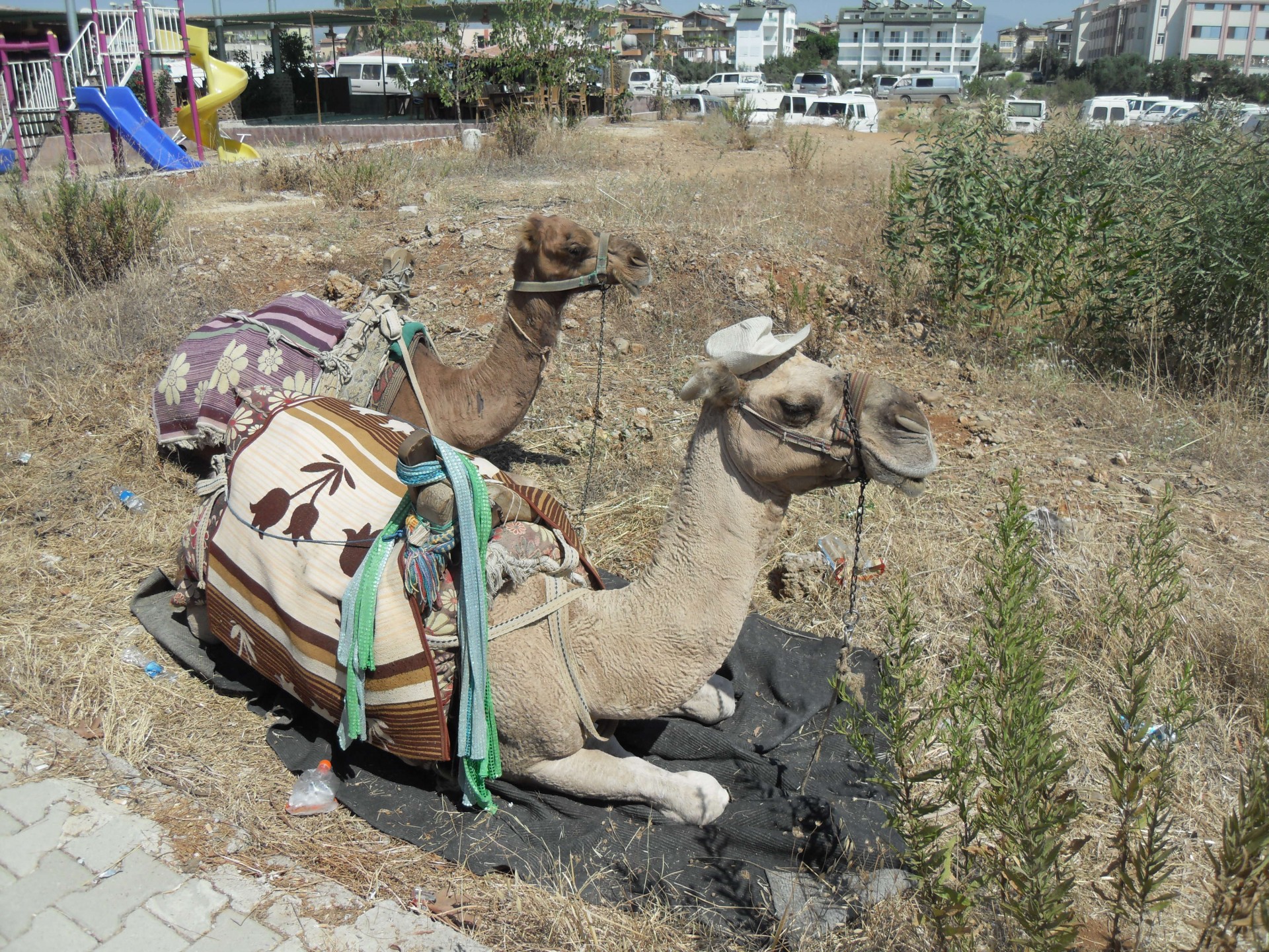 camel turkey side free photo