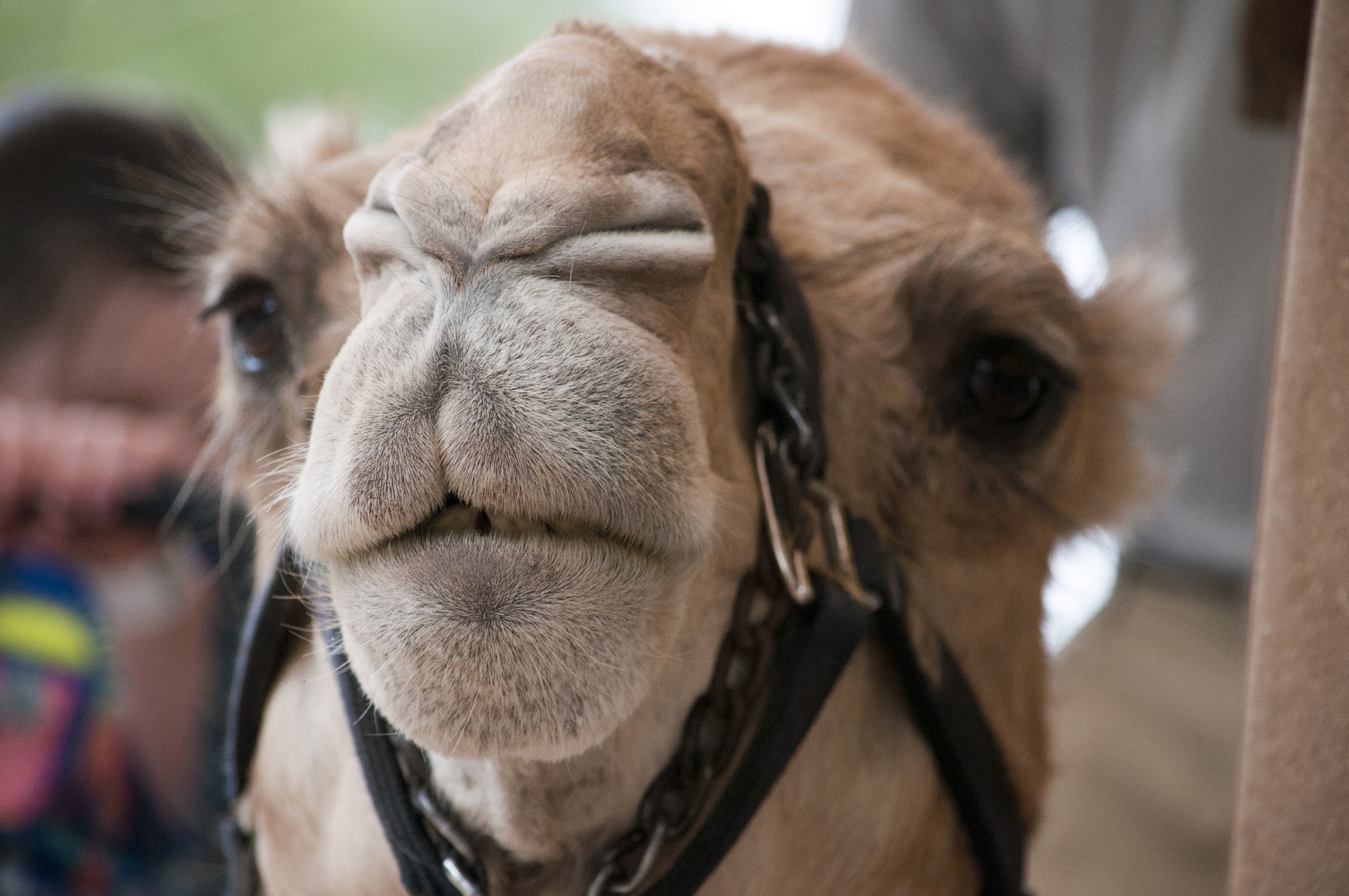geico camel face