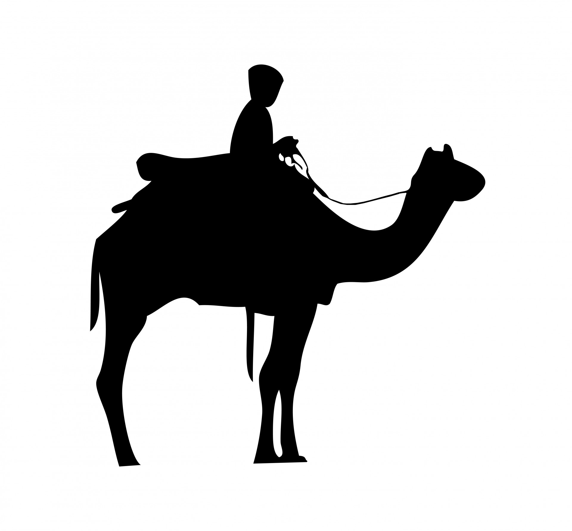 camel rider animal free photo