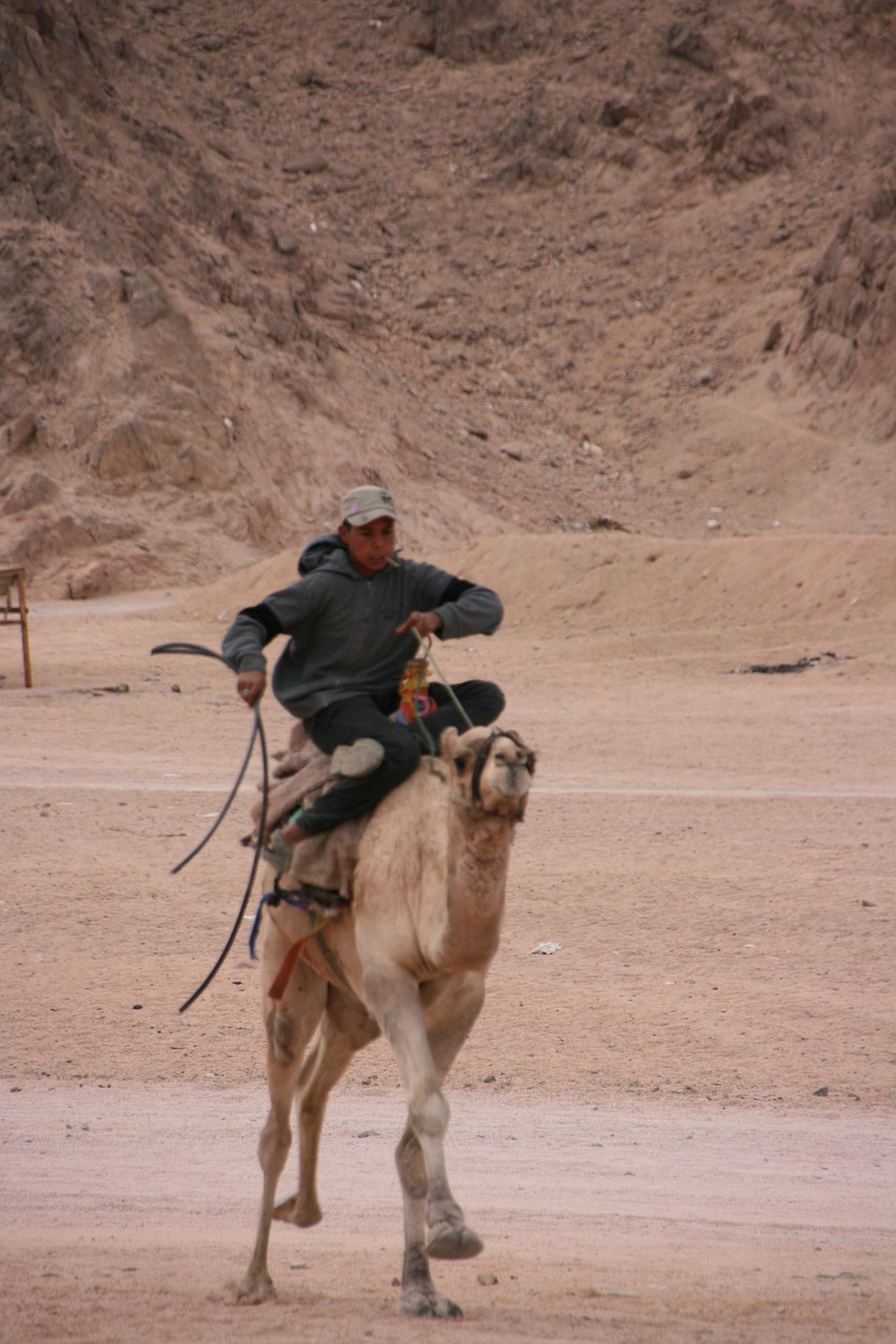 camel riding egypt sinai free photo