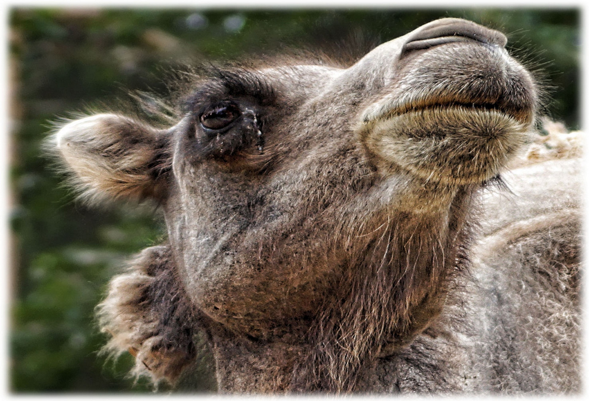 camel temper eye free photo