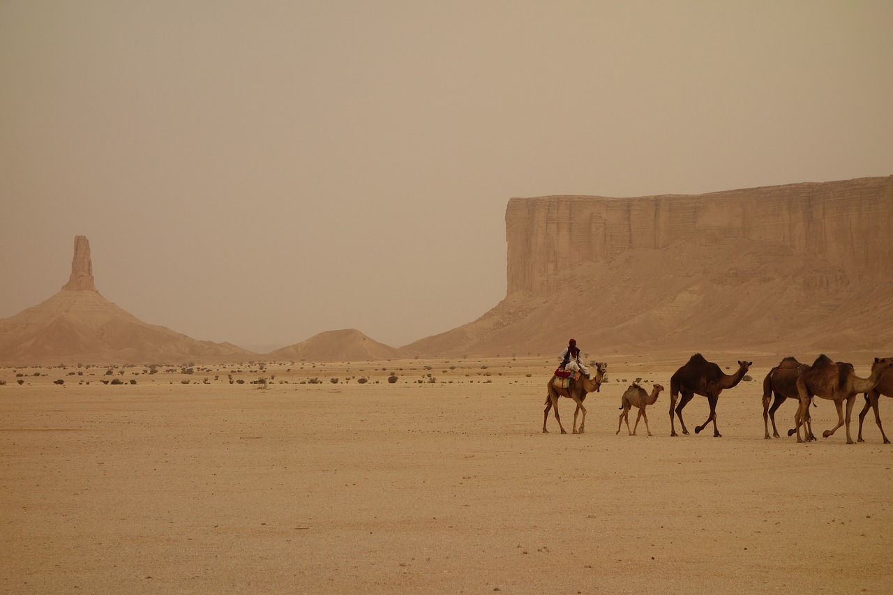 camel train  saudi arabia  ramadan free photo