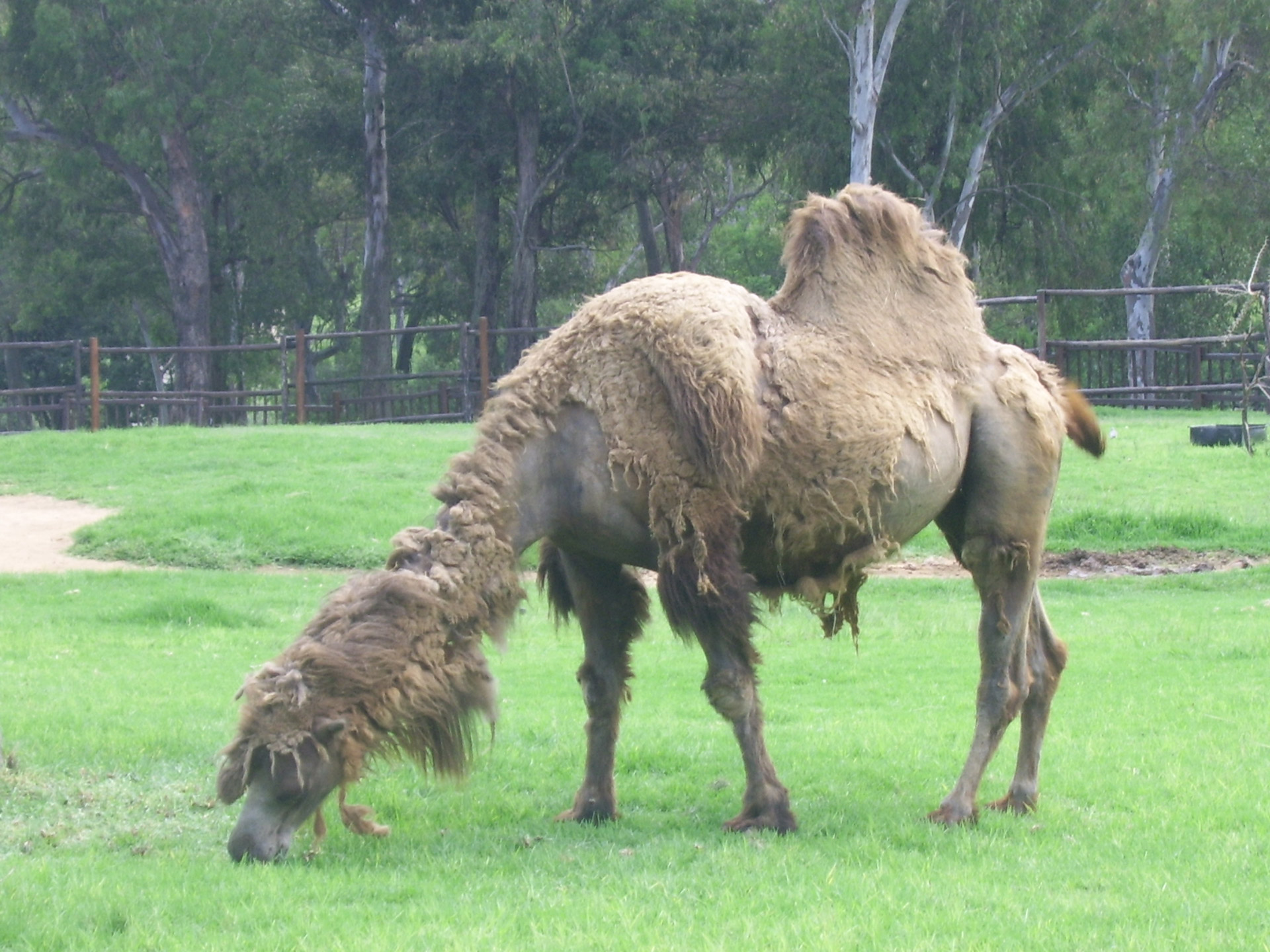 camel zoo desert free photo