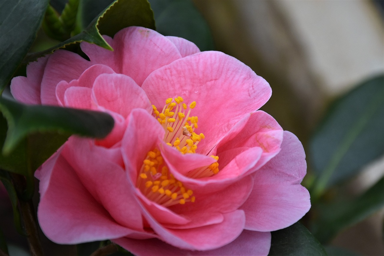 camelia  flower  pink free photo