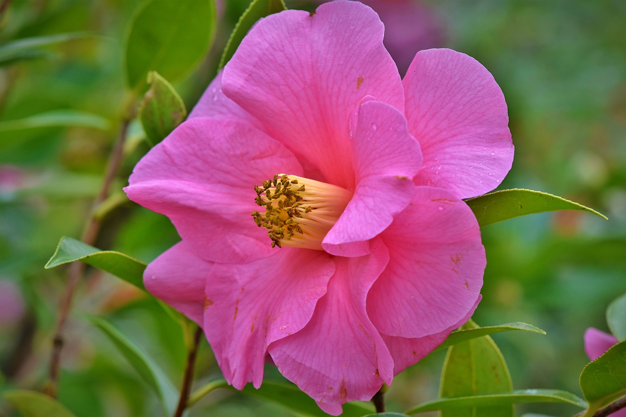 camelia  flower  blossom free photo