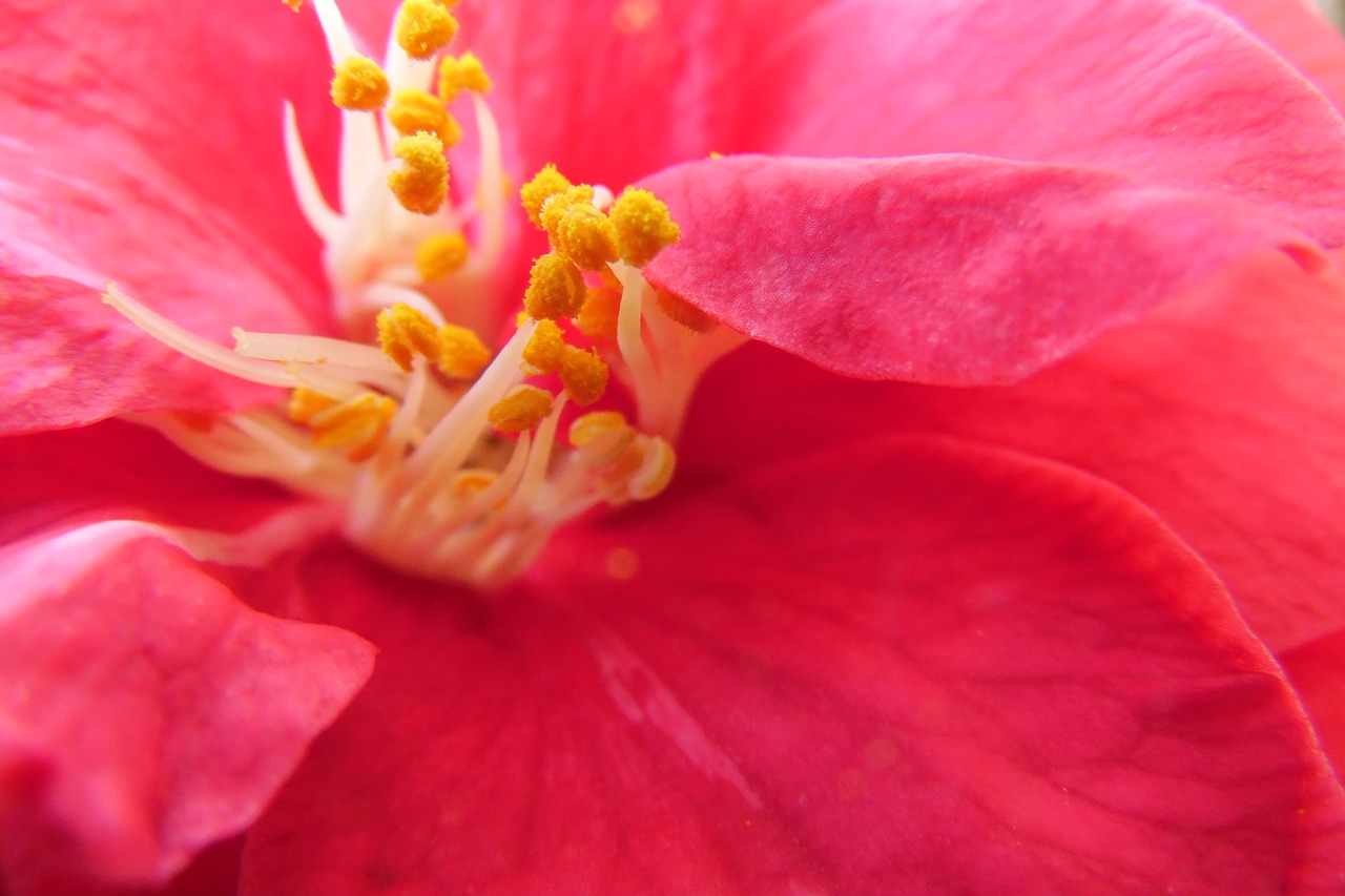 camelia  pistil  yellow free photo