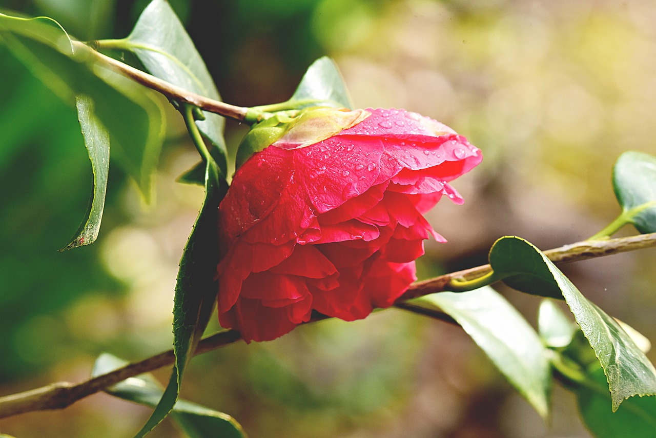 camelia  flower  shrub free photo