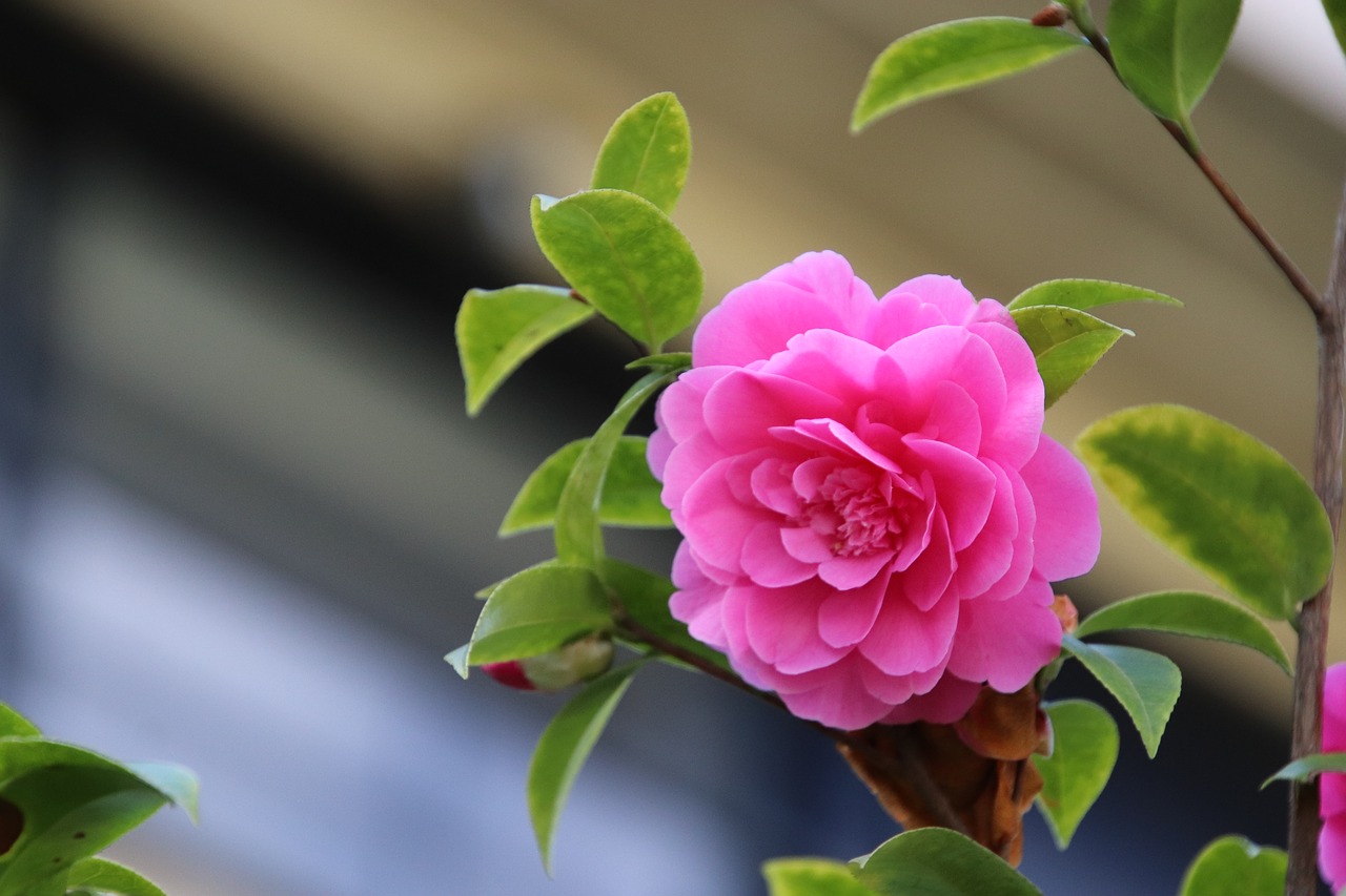 camelias  pink  flower free photo