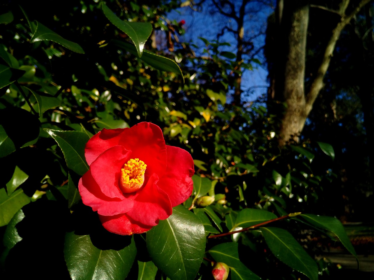 camellia camellia japonica shrub free photo
