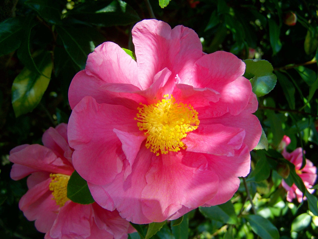 camellia pink flower shrub free photo