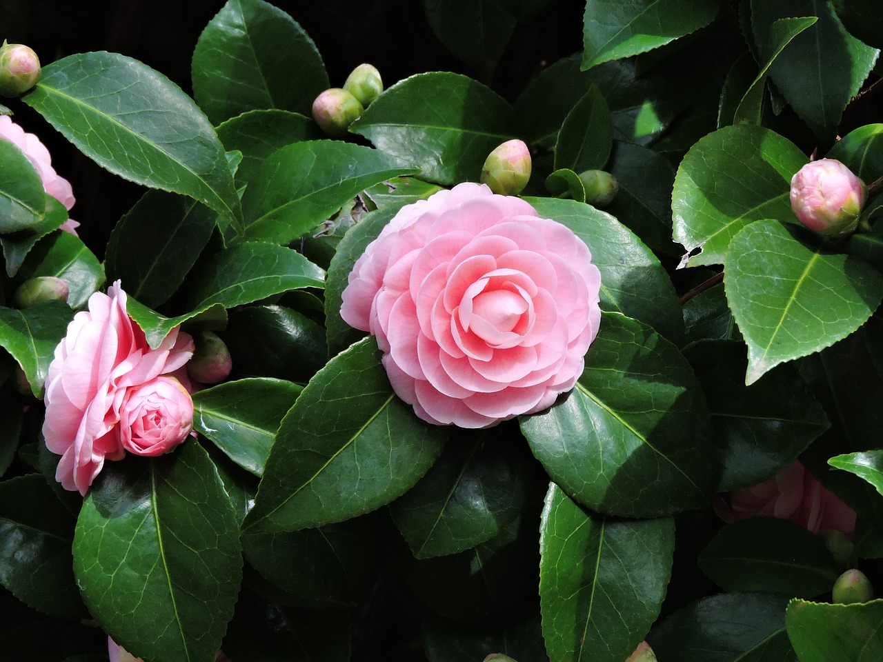 camellia pink blossom free photo