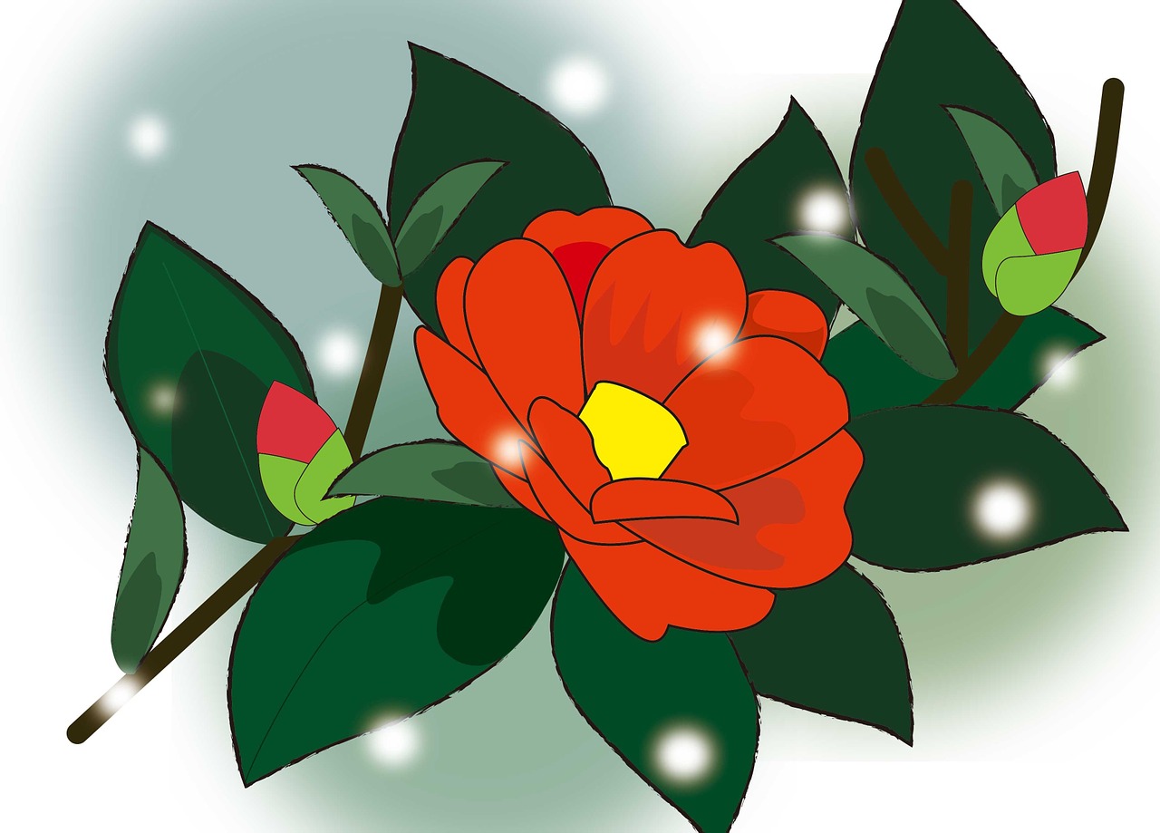 camellia winter red free photo