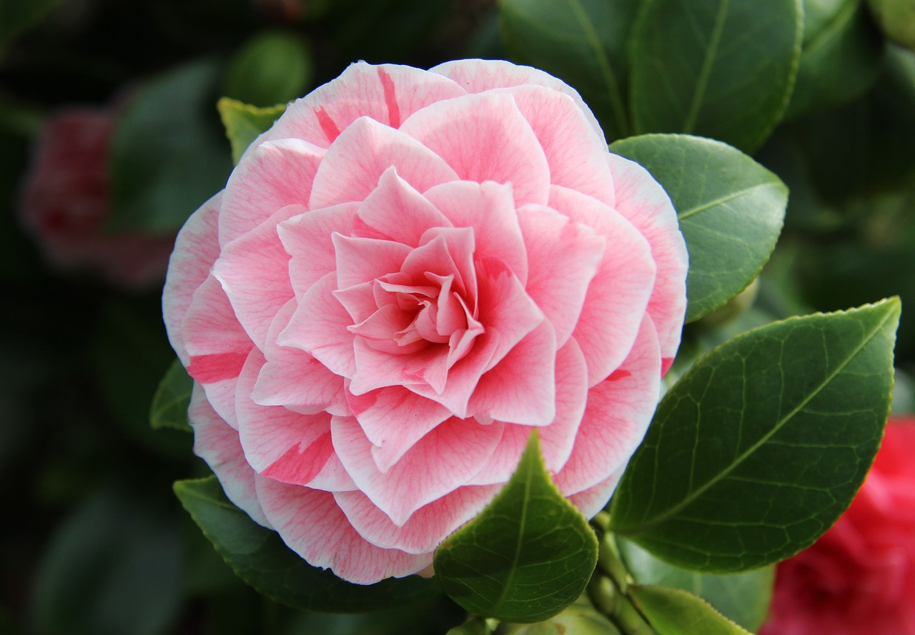 camellia close pink free photo