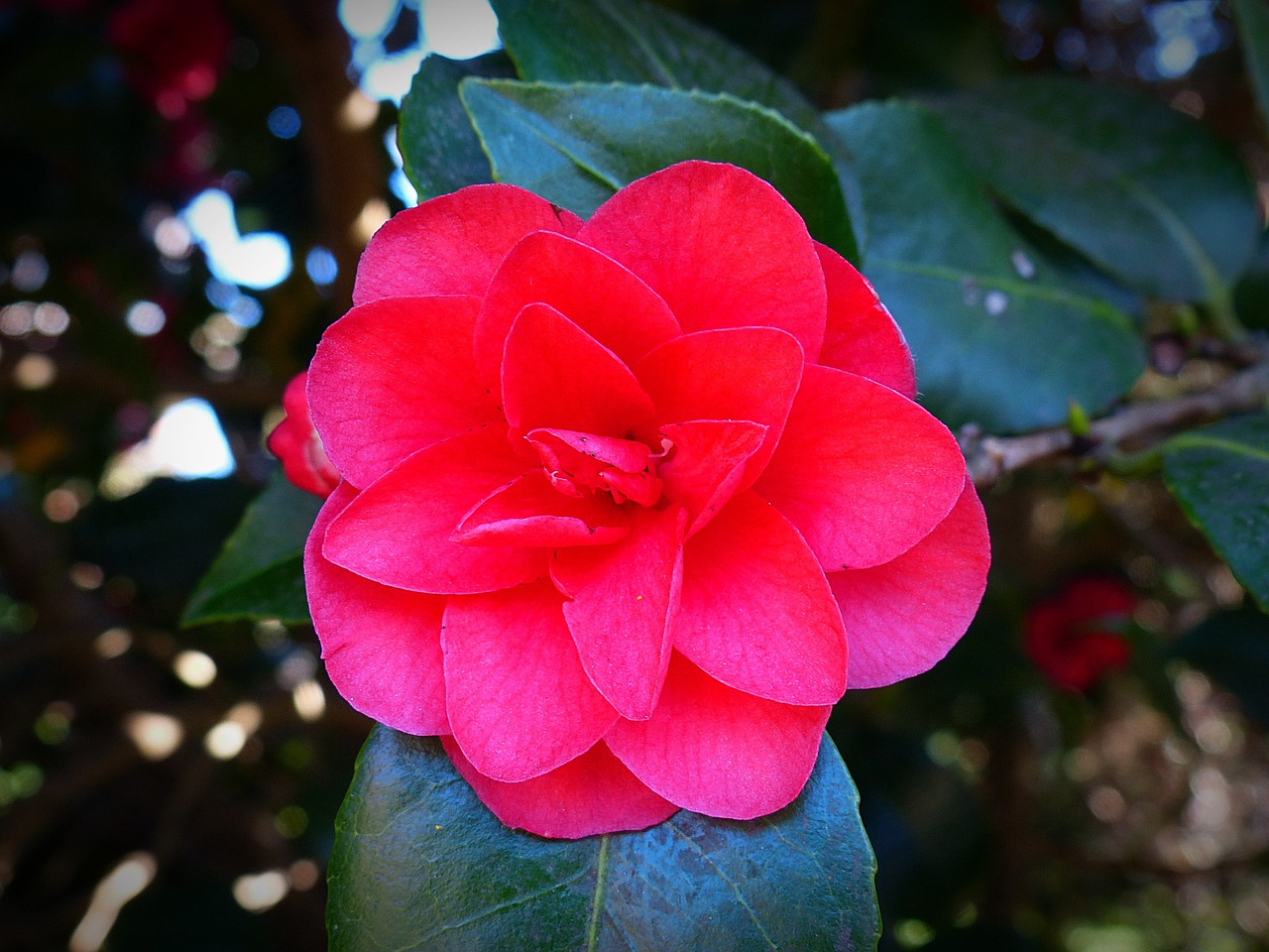 camellia flower blossom free photo