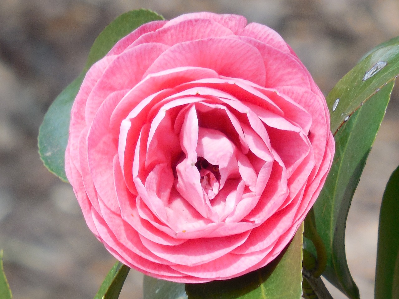 camellia flower bloom free photo