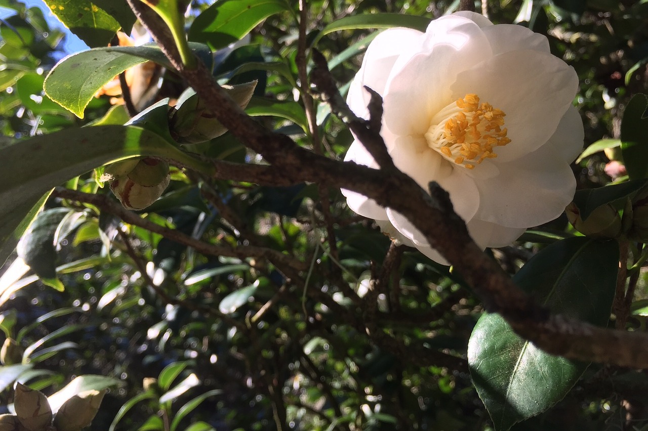 camellia flower white free photo