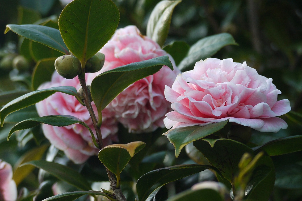 camellia flowers garden free photo