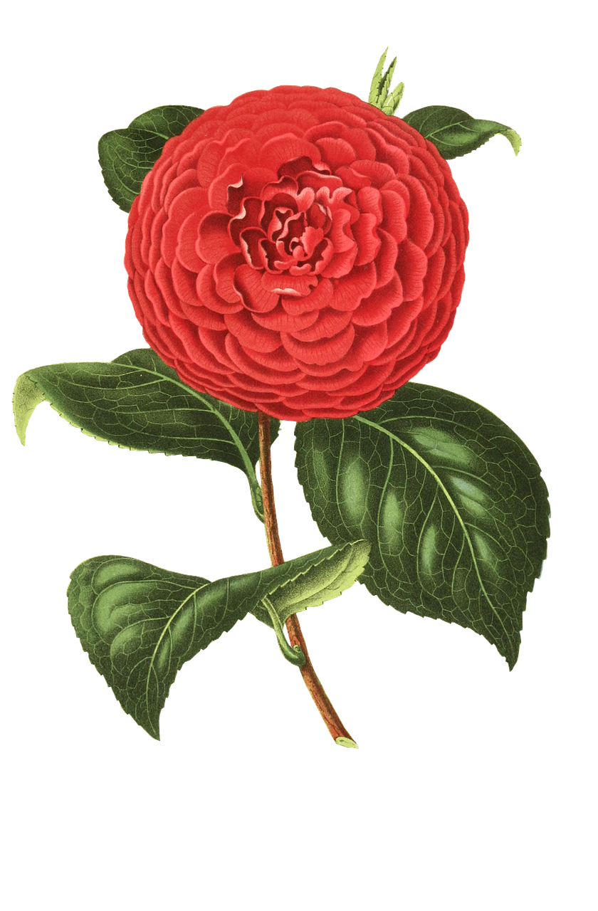 camellia flower blossom free photo