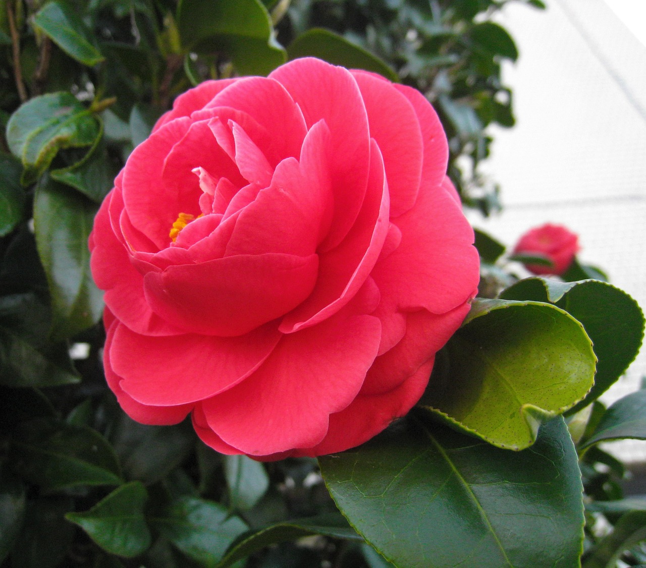 camellia flowers leaf free photo