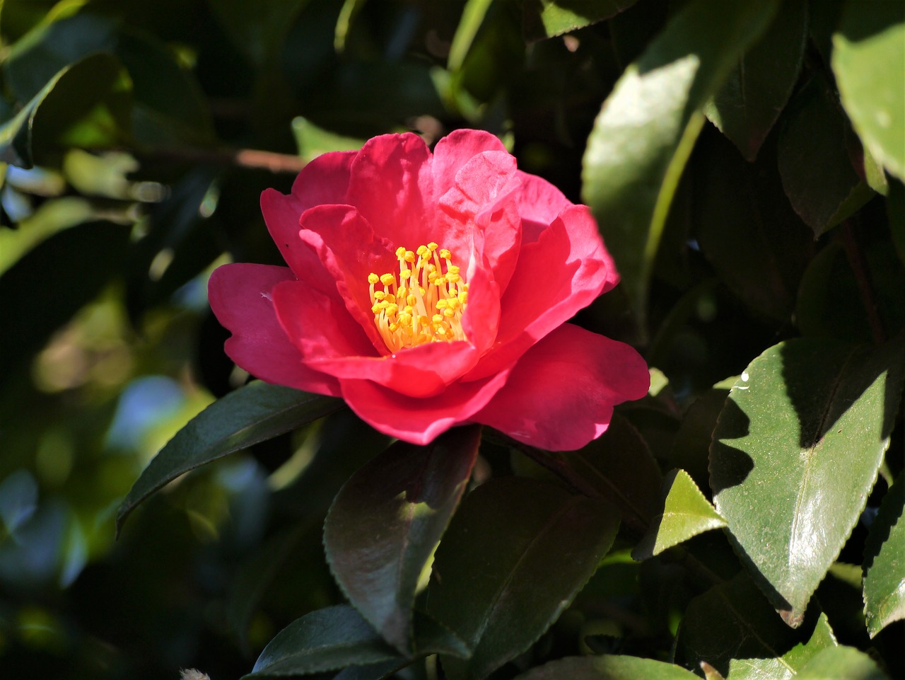 camellia red yellow free photo