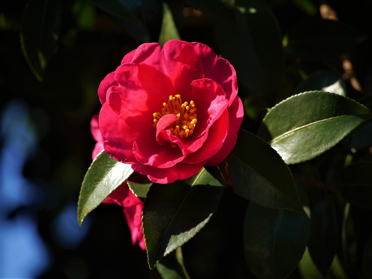 camellia red yellow free photo