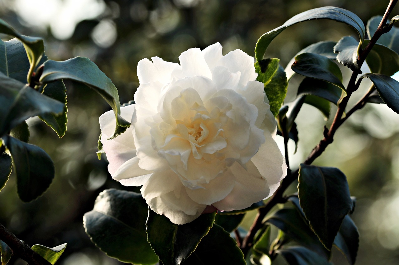 camellia flower white free photo