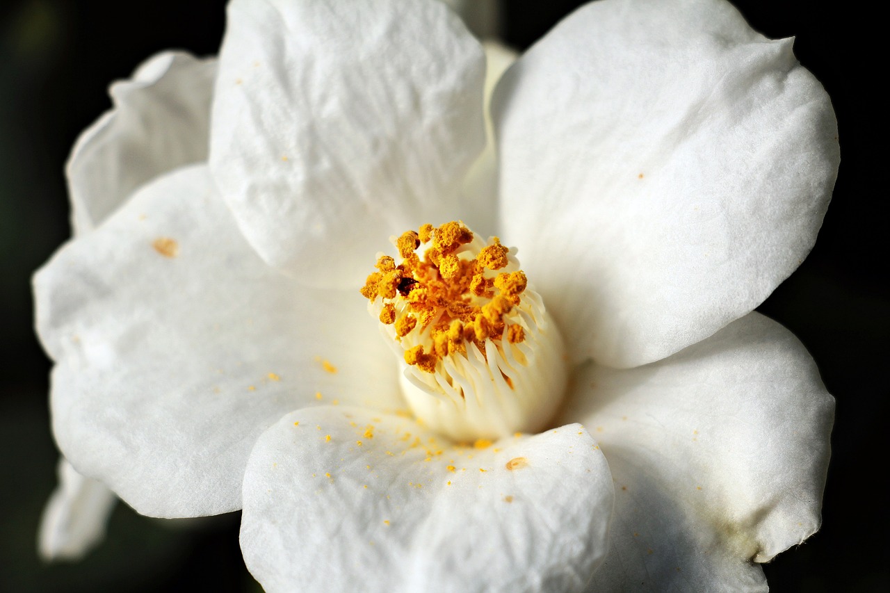 camellia camellia flower white free photo
