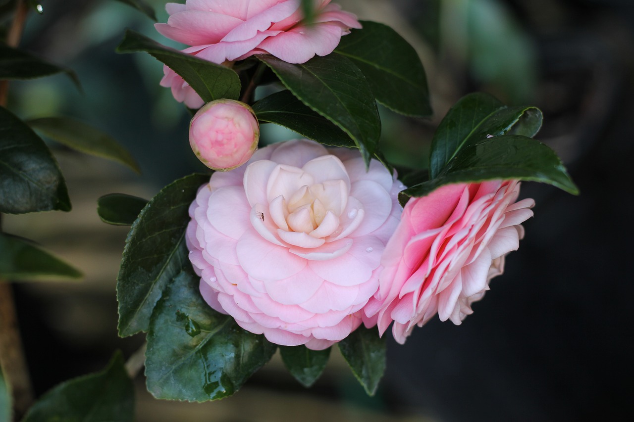 camellia flower pink perfection free photo