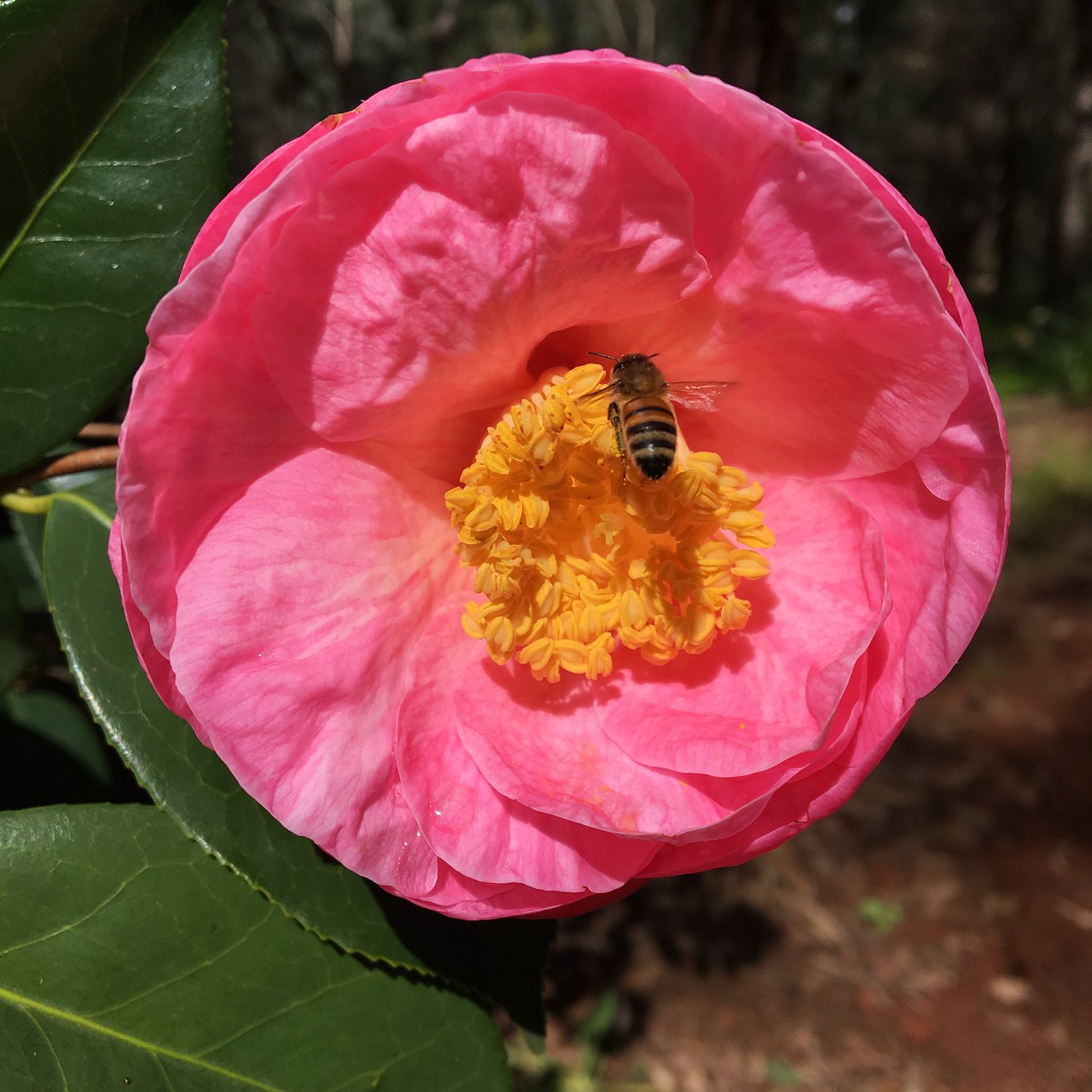 camellia bee araluen botanic park free photo