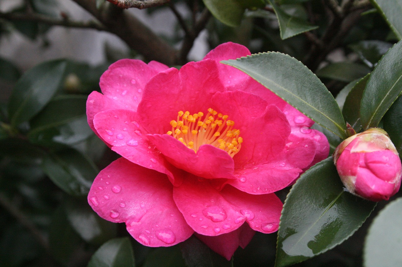 camellia flowers winter free photo