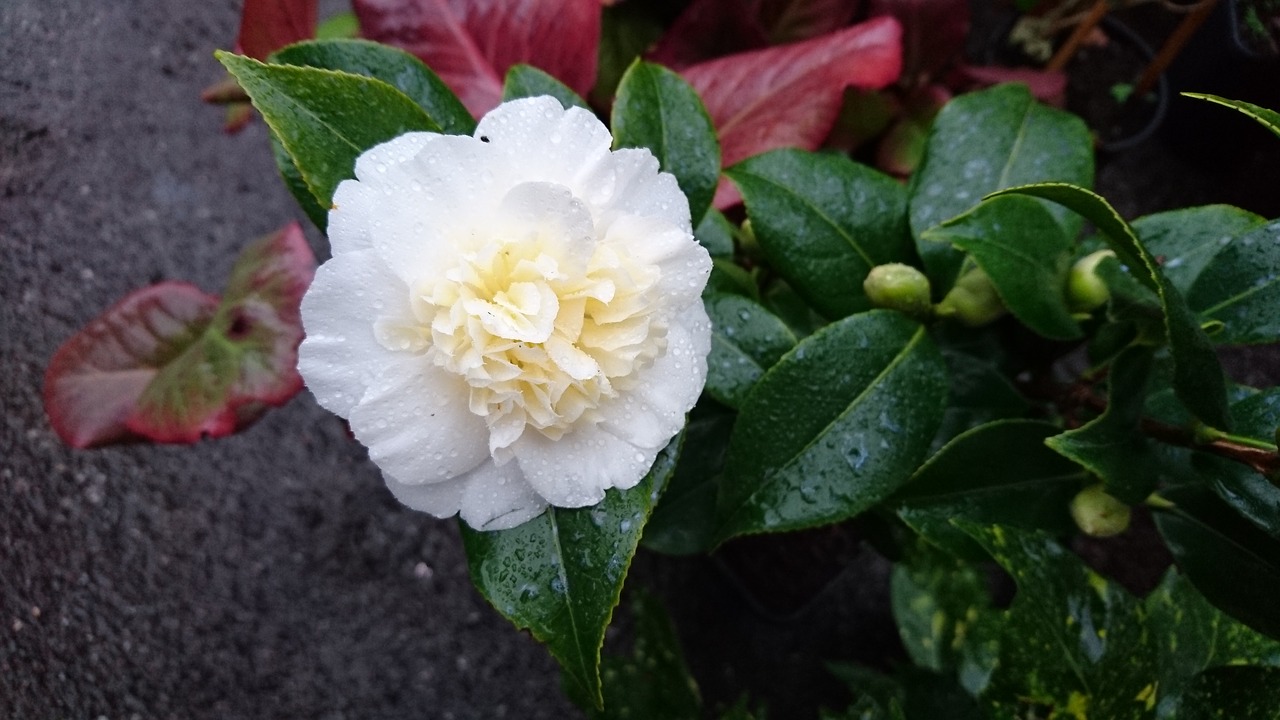 camellia brushfield yellow free photo