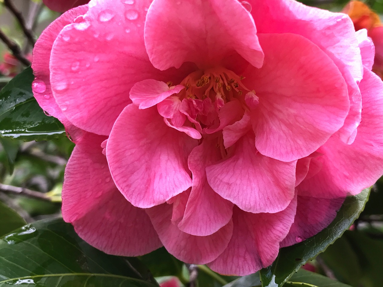 camellia flower pink free photo