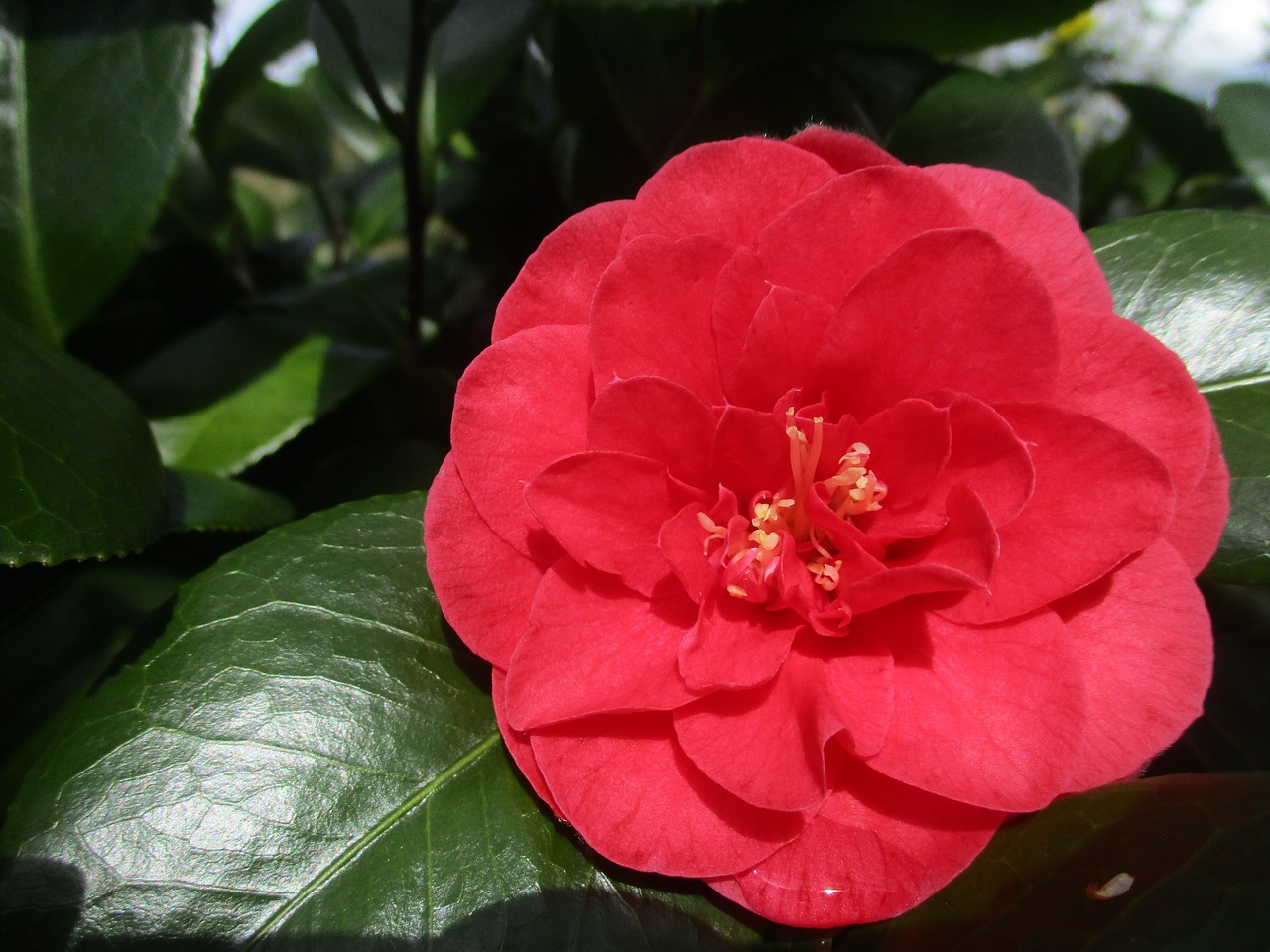 camellia flower red free photo