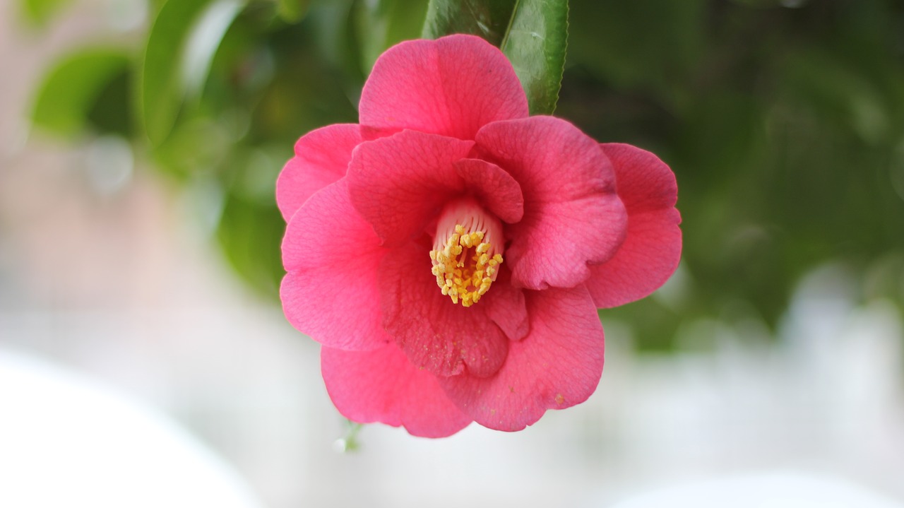 camellia affix tue-sa free photo