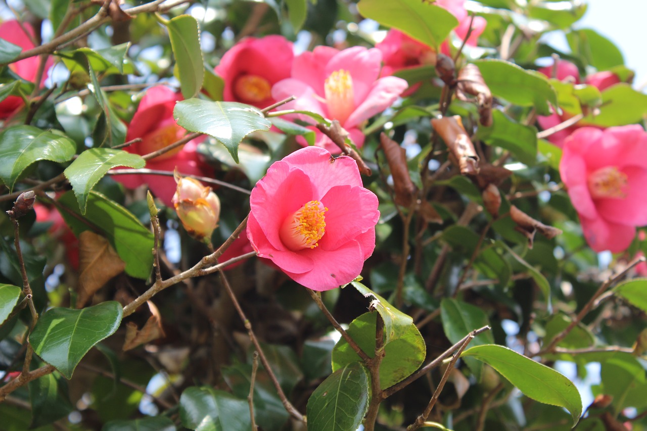 camellia flower free pictures free photo